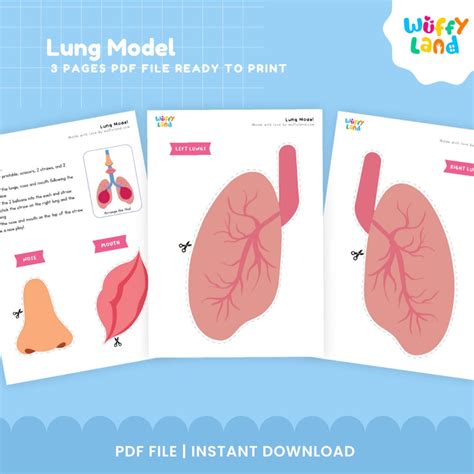 Lung Model Lung Model Printable Anatomy Printables Lung Learning