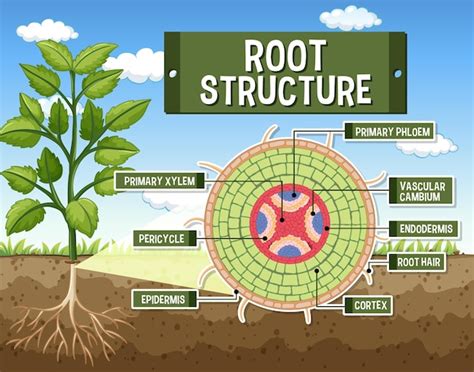 Premium Vector | Internal structure of root diagram