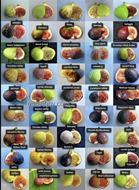 Fig Fruit Fruit And Veg Fruit Trees Fruits And Vegetables Growing