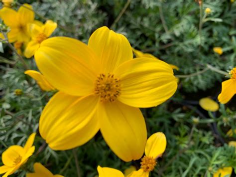 BIDENS - bidens ferulifolia - E-Cvijet