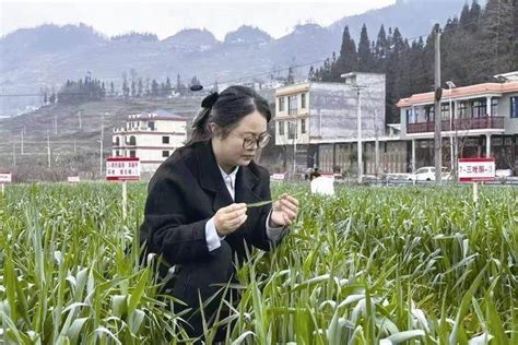 奋进的春天 春种一粒粟 秋收万颗子——水城区有序组织春耕生产见闻农资农业小麦