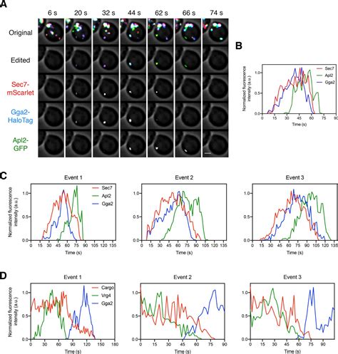 Figures And Data In A Microscopy Based Kinetic Analysis Of Yeast