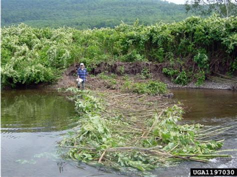 Japanese Knotweed Profile And Resources Invasive Species Centre