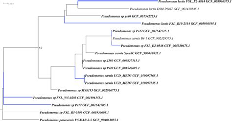 Gtdb Tk Phylogenetic Tree Based On Genomes Of Pseudomonas Strains Download Scientific Diagram