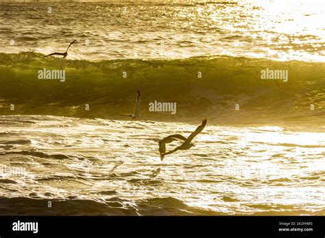 Sea Bird Flying Over Ocean Waves Hi Res Stock Photography And Images