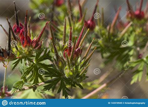 Sementes Incomuns Coloridas Do Wildflower Carolina Cranesbill Ger