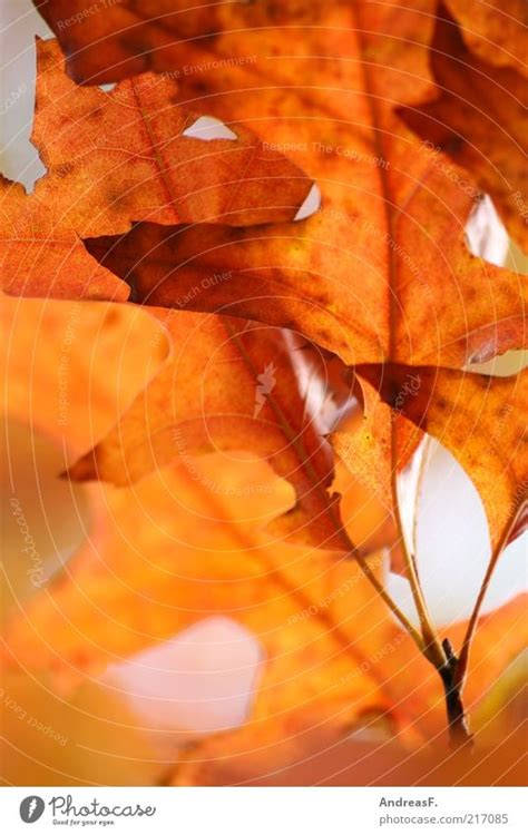 Eichenblätter Umwelt Natur Ein Lizenzfreies Stock Foto Von Photocase