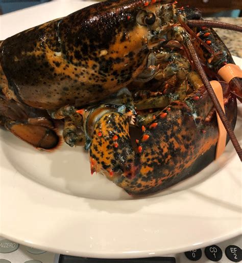 The Original: Maine Lobster Dinner – Get Maine Lobster