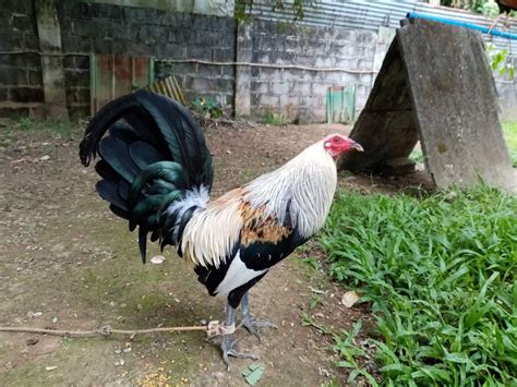 Bangis Ng Bailen - Cavite City | Facebook