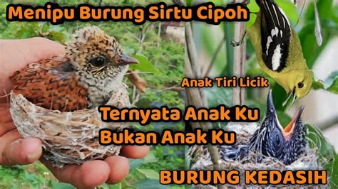 Bukti Kejahatan Burung Kedasih Sirit Uncuing Menipu Burung Sirtu