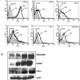 Adhesion Of NTHi And S Pneumoniae To Respiratory Epithelial Cells Is