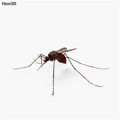 Animated Mosquito HD 3D model - Animals on Hum3D