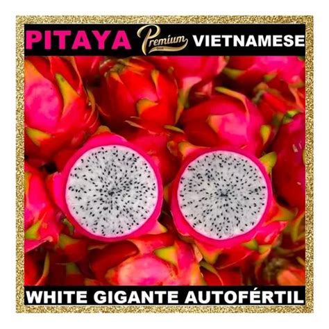 Mudas Formato De Estaca Pitaya Vietnamita Premium Autofertil Frete Gr Tis