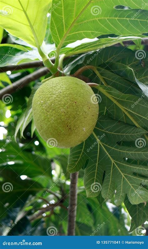 Breadfruit On Tree Stock Image Image Of Organic Agriculture 135771041