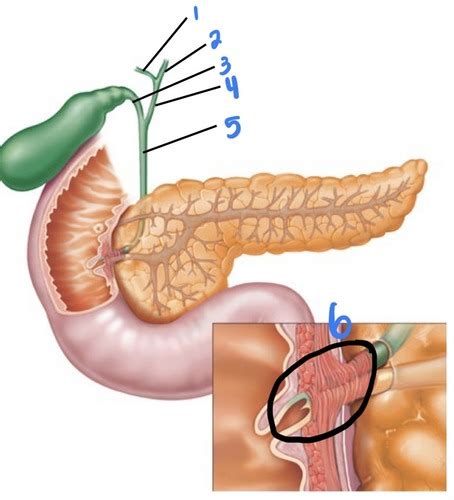 Peritoneum Abdominal Viscera Flashcards Quizlet