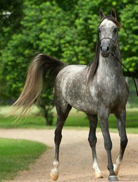 Pin By Christiane Abb On Arabian Horse Beautiful Arabian Horses