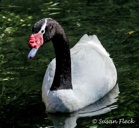 Black-necked Swan