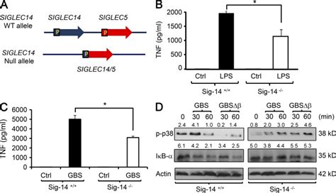 Siglec And Siglec Are Polymorphic Paired Receptors That Modulate