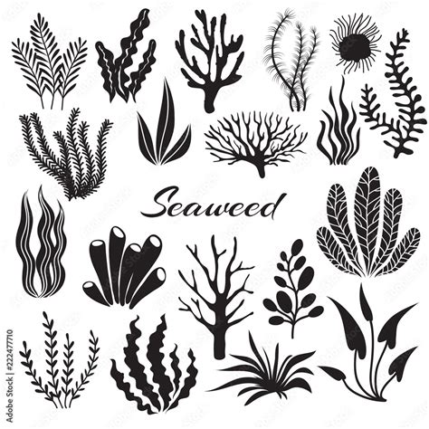 Aquarium Seaweeds Underwater Plants Ocean Planting Vector Seaweed