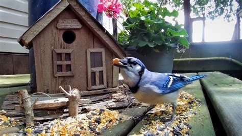 Chipmunks Birds And Squirrels In Cottage Country Hour Cat Tv