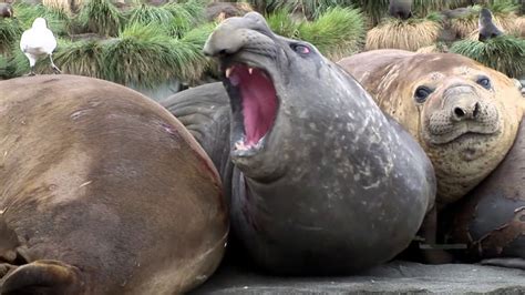 Largest Seal In The World