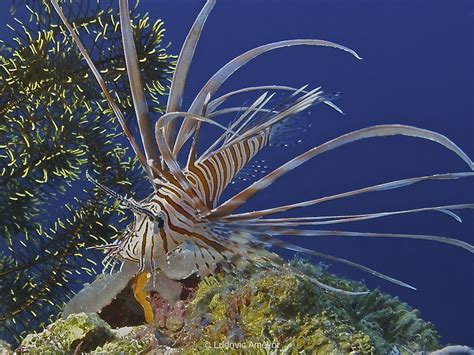 Common Lionfish Juvenile Pterois Volitans Southern Dreams