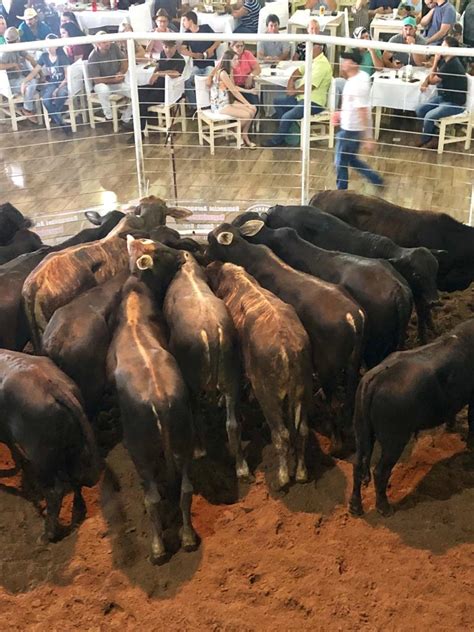 Expoagro Laranjeiras Do Sul Pr Leiloing