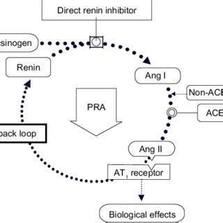 Direct Renin Inhibition Acts At The Point Of Activation Of The Renin