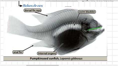 Sistemas Respiratorios En Peces Aves Y Reptiles Youtube