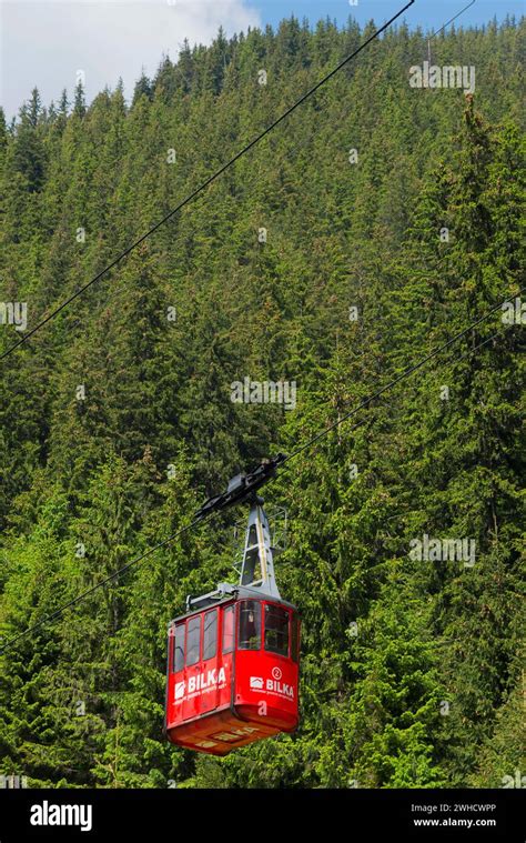 red cable car gondola hovering  dense fir trees   mountain