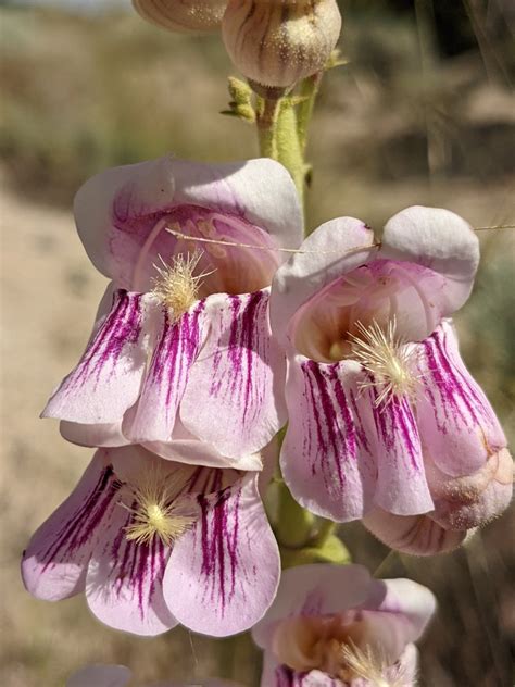 Palmer S Penstemon From White Pine County Nv Usa On July At