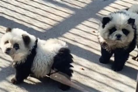 Zoológico da China é flagrado pandas falsos cachorros pintados