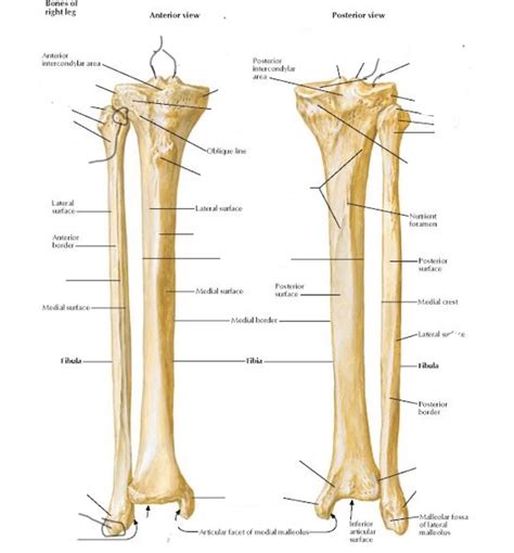 Osteology Tibia Fibula Diagram Quizlet