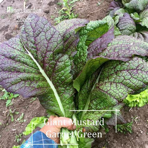 Giant Garnet Green Mustard Seed 200 Seed Pot Friendly Tanam Pasu