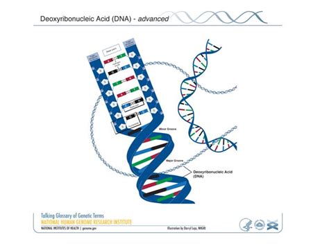 Fact Sheet: DNA-RNA-Protein – microBEnet: the microbiology of the Built ...