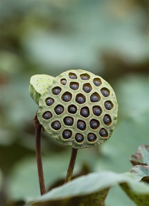 Lotus Seed Pod Plant Free Photo On Pixabay