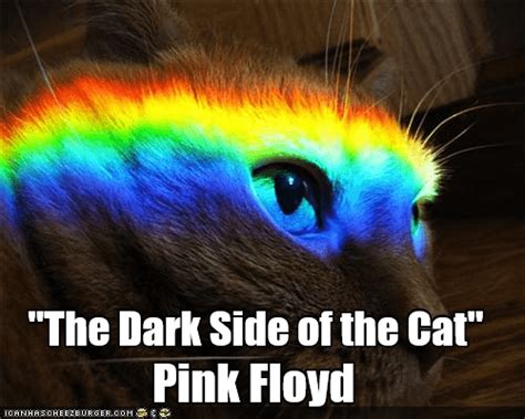 Flying Cat Meme Rainbow