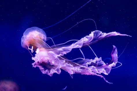 What is a jellyfish? | Twinkl Teaching Wiki - Twinkl
