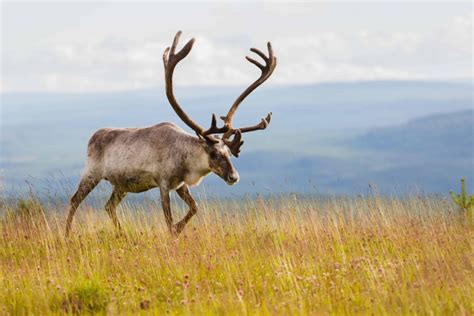 Reindeer in Iceland – Iceland Travel Guide