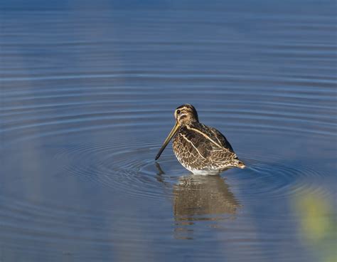 B Cassine Des Marais Ao T Domaine Des Oiseaux Ma Jean