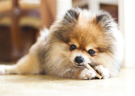 Pomerania Fotos Características Y Cuidados Animalesmascotas