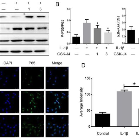 JMJD3 inhibition suppressed the activation of the NF κB signaling