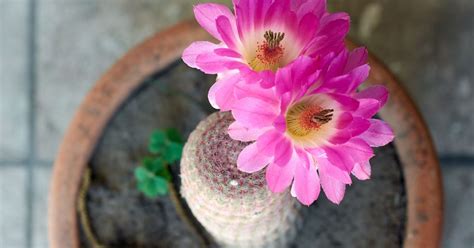 Purple Cactus Varieties: Popular Purple Cacti - The Garden Magazine