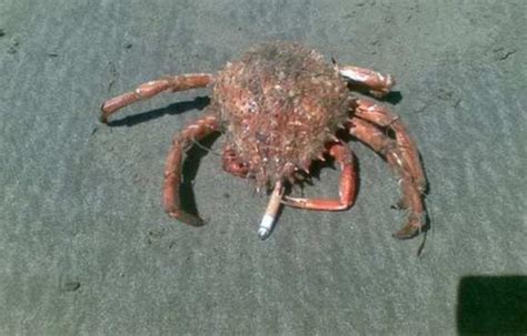 Smoking Crabs Gallery Ebaums World