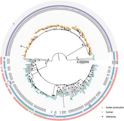 Frontiers Escherichia Coli Multilocus Sequence Type 38 From Humans