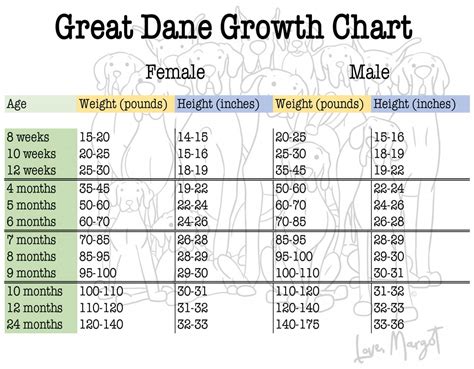 At What Age Are Great Danes Fully Grown