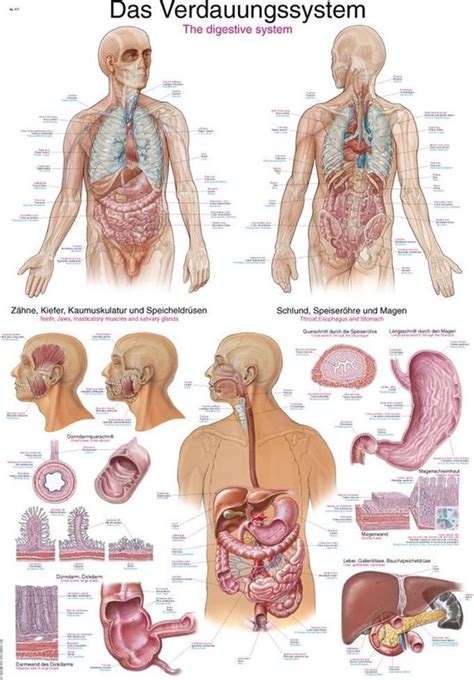 Het Menselijk Lichaam Anatomie Poster Spijsvertering Duits Engels