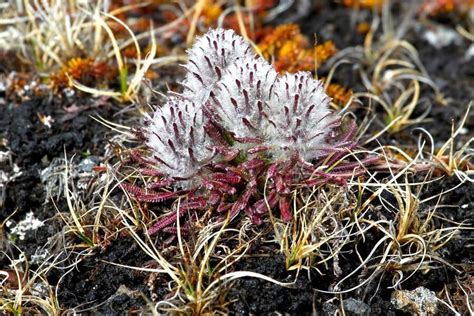 Plants In The Arctic: Here's A List Of Plant Species That Grow In the ...