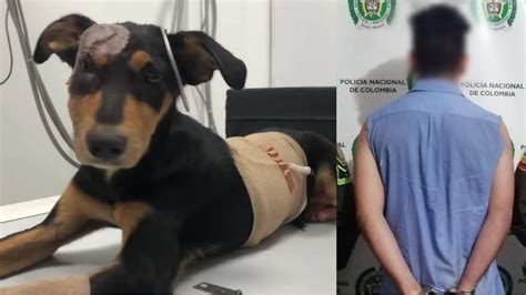 Capturan al hombre que atacó con un machete a un perro en Ibagué El