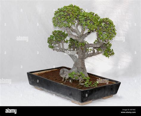 Dwarf Jade Bonsai Tree A Fleshy Softly Woody Shrub Or Small Tree Up